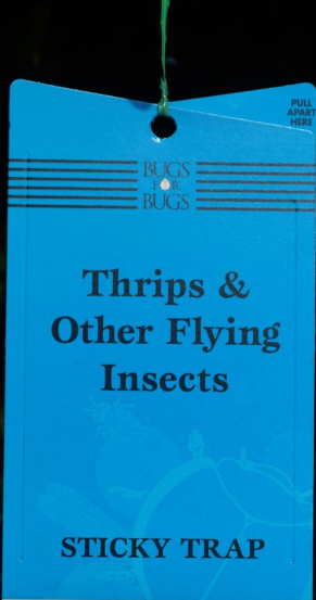 Bugs for Bugs BLUE Sticky Fly Trap