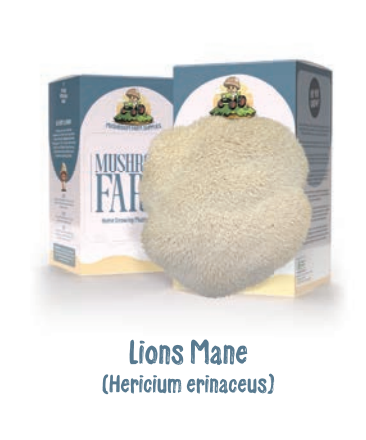 Ready to Grow Mushroom Kit - Lions Mane (Hericium Erinaceus)  - no shipping to WA