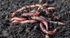 Dig it Up Mate Worm Castings 15L