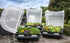 Vegepod Raised Garden Beds with Cover 1m x 1m