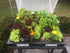 Vegepod Raised Garden Beds with Cover